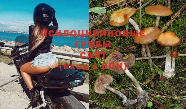 сатива Кукмор
